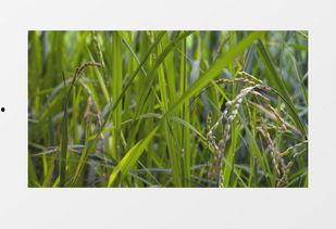 绿色大米爆料视频大全集,揭秘绿色大米背后的秘密与真相 第3张 绿色大米爆料视频大全集,揭秘绿色大米背后的秘密与真相 第3张